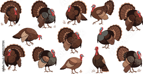 Turkey bird vector character sheet collection featuring various farm animal poses including fan tail display and walking isolated on white background for Thanksgiving and autumn harvest design.