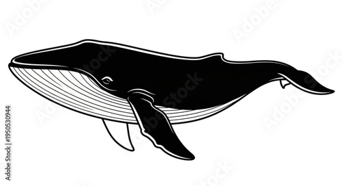 Detailed Whale Illustration - A Majestic Marine Mammal in Black and White.