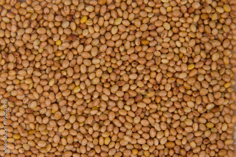 Fototapeta premium Clover seeds as a background. Top view.