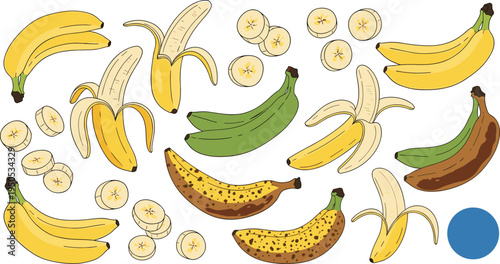 Banana ripening stages set. Green, ripe and overripe bananas with slices and peeled fruit. Tropical fruit illustration for nutrition education, smoothie ingredients and healthy food design.