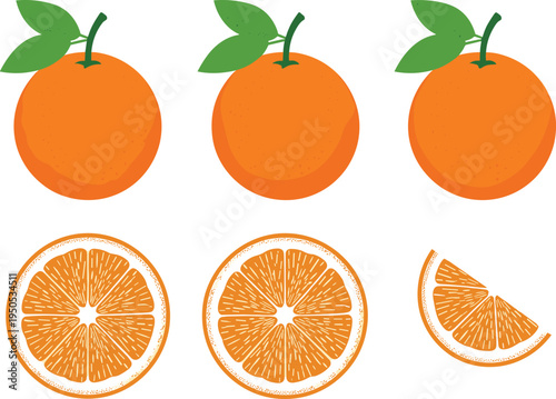 Orange fruit set with whole oranges and citrus slices. Fresh juicy cross sections and wedge piece. Minimal citrus illustration for juice, healthy food and packaging design.