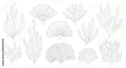 Collection of Hand-Drawn Seaweed and Coral Elements, Vector Illustration