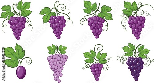 Purple grape varieties collection. Vineyard grape bunches with leaves and curling vines. Fresh ripe fruit set for wine making, organic farming, juice and healthy food design.