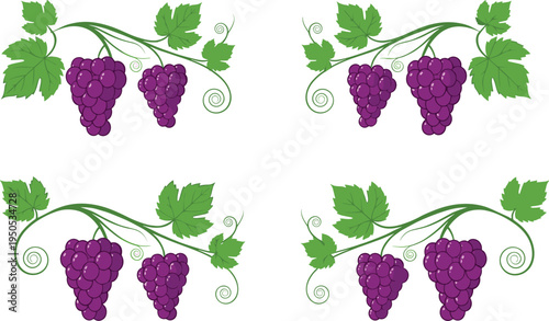 Purple grape bunch set. Fresh vineyard grapes with leaves and curling vines. Ripe fruit cluster illustration for wine making, organic farming, juice and healthy food themes.
