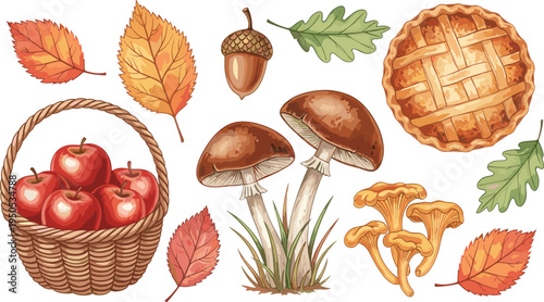 Autumn harvest collection set. Basket with apples, mushrooms, acorn, pie and fall leaves. Cozy seasonal illustration for thanksgiving, forest harvest and autumn design.
