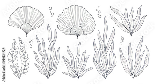 Hand-drawn Underwater Seaweed and Coral Collection, Botanical Illustration