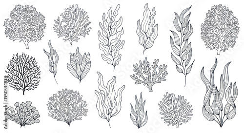 Hand-Drawn Seaweed and Coral Illustrations, Underwater Plant Collection