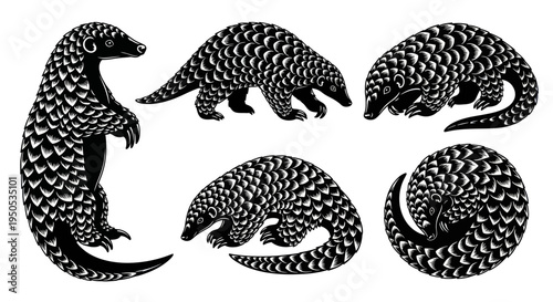 Pangolin Collection: Standing, Walking, Curled, and Rolling Wildlife Art