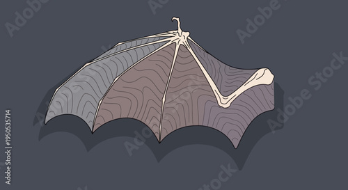 Gothic drawing of a bat wing showing the bone structure.