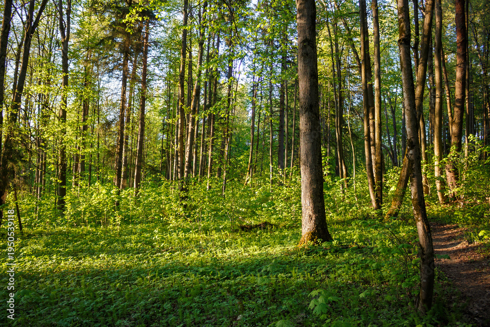 Fototapeta premium Sunlit lush green forest undergrowth and tall tree trunks bathed in golden afternoon light, creating a serene woodland scene