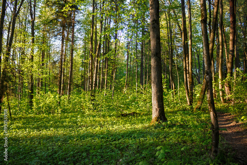 Sunlit lush green forest undergrowth and tall tree trunks bathed in golden afternoon light, creating a serene woodland scene