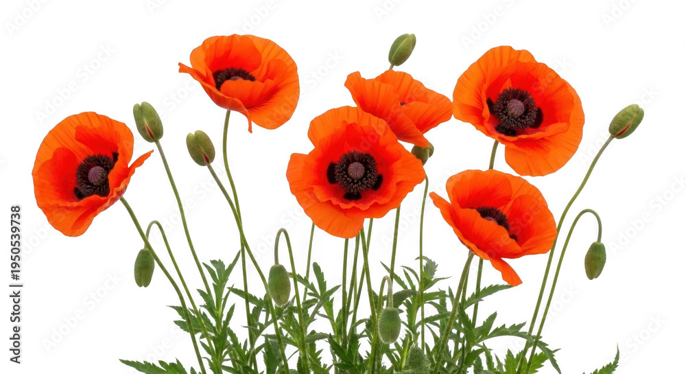 Obraz premium Vibrant red poppy flowers with buds w isolated on transparent background