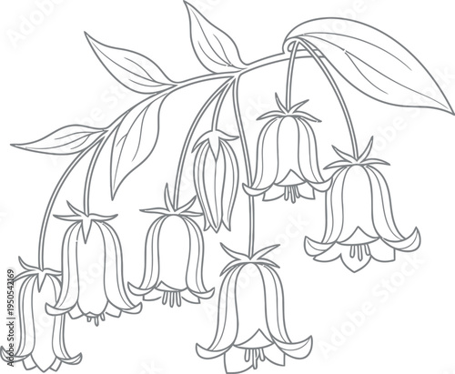 Hand drawn black and white outline illustration of bell shaped wildflowers hanging from a slender curved vine with several leaves attached