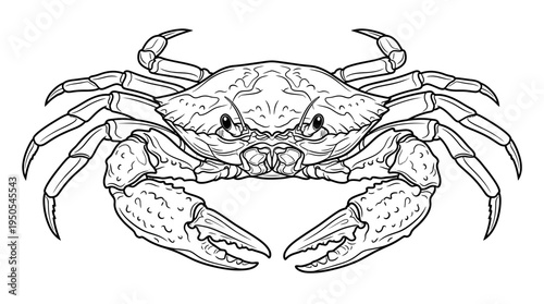Detailed illustration of a crab.