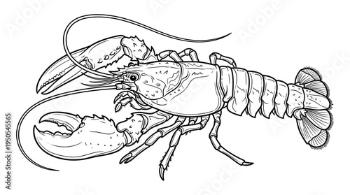 Detailed illustration of a lobster.