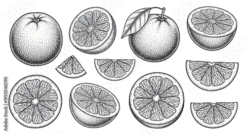 Hand-Drawn Oranges and Slices Illustration