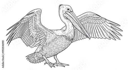 Pencil Sketch of a Pelican Bird with Wings Spread Open