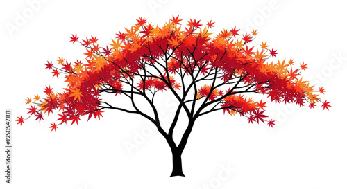 Vibrant Japanese Maple Tree with Autumn Leaves Isolated on White Background