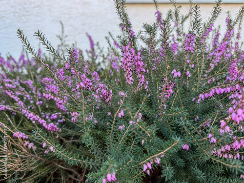 Cuadro en lienzo Erica carnea, a vibrant evergreen shrub, displaying its purple bell-shaped flowe