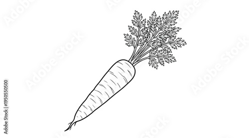 Fresh white root vegetable with greens.