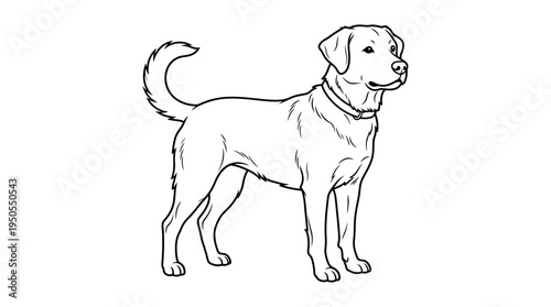 Labrador Retriever Dog Standing Profile.