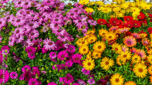 Vibrant mixed African daisy blooms in pink, yellow, orange and red. Bright spring floral texture for gardening, landscaping, banner and wallpaper.