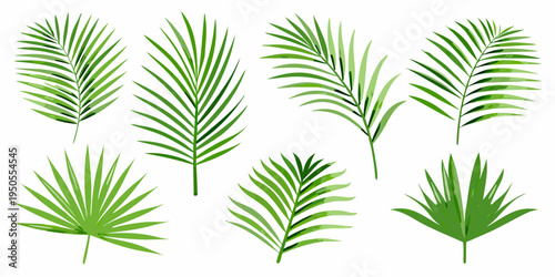 A collection of vibrant green palm leaves arranged on a white background