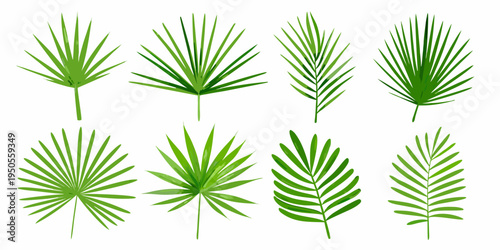 Collection of vibrant green palm leaves arranged on a white background