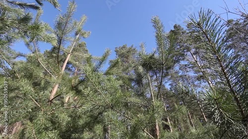 Pine branches flutter in the wind in the forest