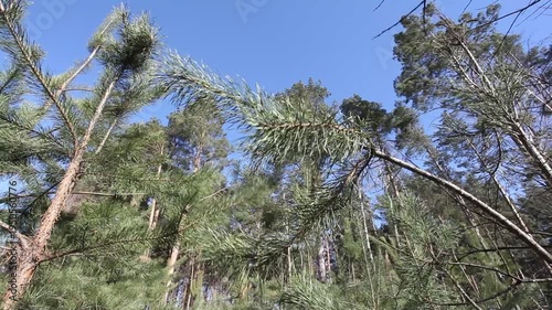 Pine branches flutter in the wind in the forest