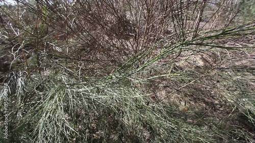 Pine branches flutter in the wind in the forest