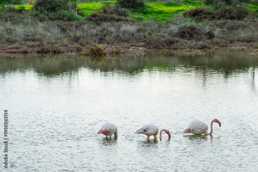Fototapeta premium Flamingos wading in shallow water stock photo. Salt water Larnaca,Cyprus