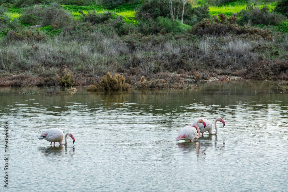 Fototapeta premium Flamingos wading in shallow water stock photo. Salt water Larnaca,Cyprus
