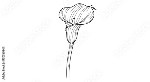 Calla lily flower with elegant trumpet-shaped bloom and long stem, illustrated in black lines. featuring illustration,