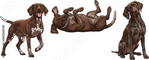 German Shorthaired Pointer dog lying on back sitting standing pose set