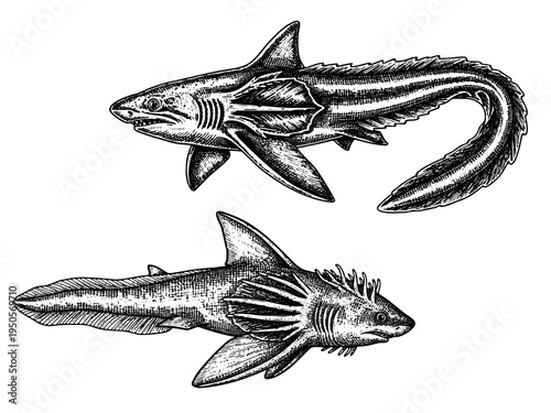 Frilled Shark Curved Swimming Pose Engraving Illustration