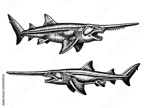 Goblin Shark Side Profile Engraving Illustration