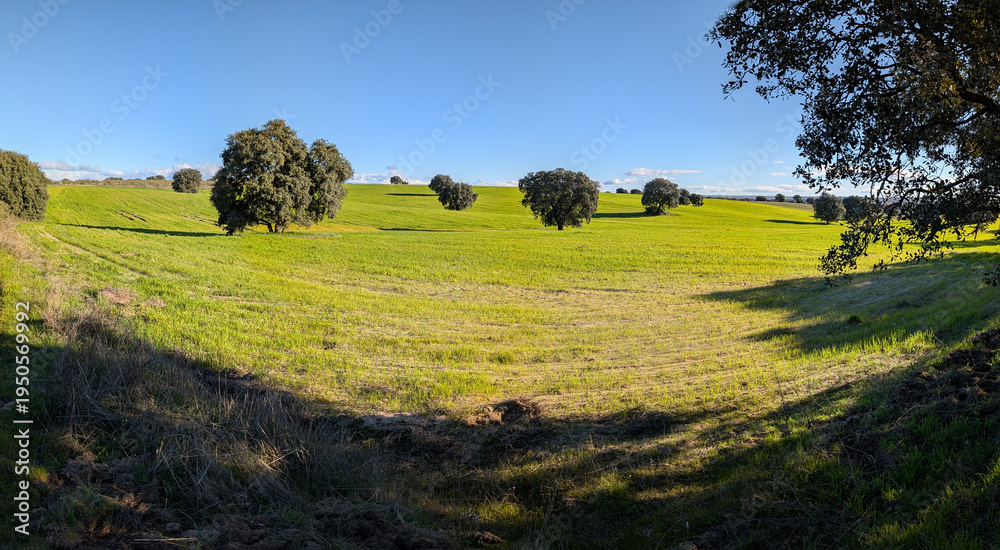 Fototapeta premium Green field with trees under blue sky in rural area during day