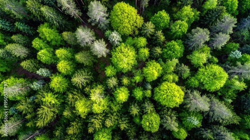 Aerial perspective showcases a dense woodland canopy featuring various shades of vibrant green foliage