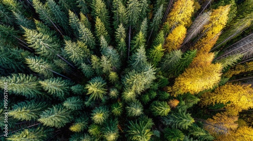 Overhead view captures dense forest canopy displaying vibrant green and golden autumn foliage.