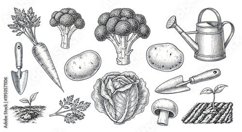 Hand-Drawn Vegetable Garden Sketch: Broccoli, Carrot, Potato, Cabbage, Sprout