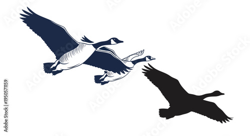 Three Canada Geese Flying in Formation, One Silhouette