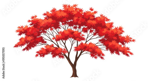 Vibrant Red Autumn Maple Tree Isolated on White Background - Nature's Fall Colors