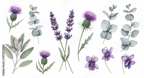 Botanical illustration of lavender, eucalyptus, thistle, and violet flowers on a white background