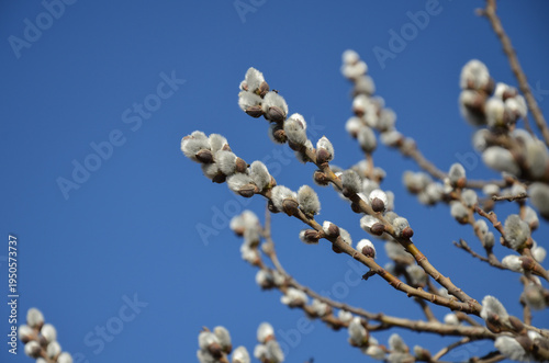 Symbol of spring and Easter. Close-up of pussy willow branches with fluffy silver buds against a clear blue sky. Springtime nature background. 