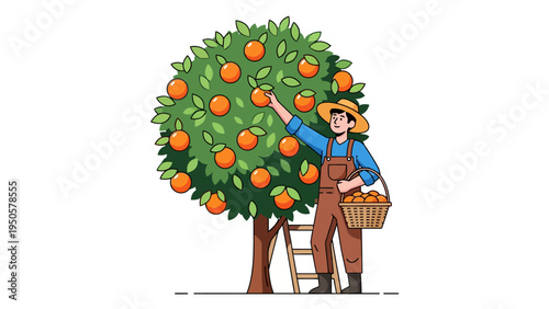 Farmer Harvesting Oranges from Tree.