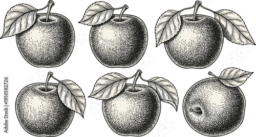 Vintage apple engraving set. Hand drawn botanical fruit illustrations with leaves and stems. Retro orchard apple collection in classic etching style for packaging, labels, menu design.