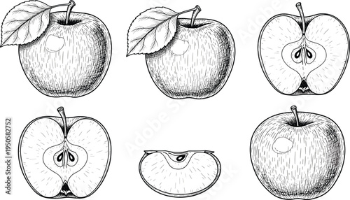 Hand drawn apple set. Vintage engraved fruit illustrations with whole apples, sliced halves and leaf. Botanical food sketch collection for packaging, menu design, farm market branding.