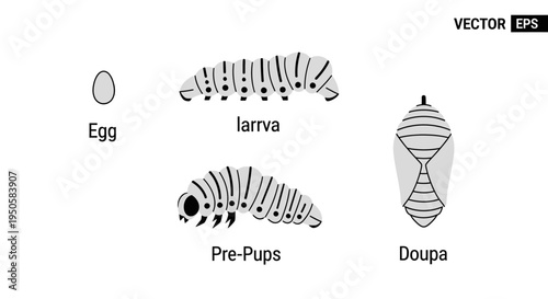 Butterfly Life Cycle Stages.
