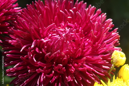 close up of red chrysanthemum